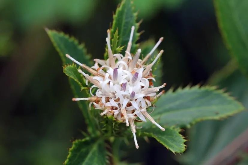 Transforming Dampness: The Role of Cang Zhu (Atractylodes lancea) in Traditional Chinese Medicine
