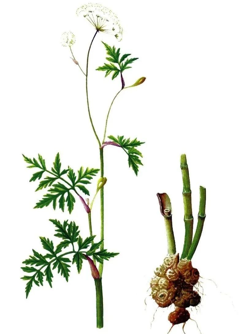 The Dual Role of Medicinal and Edible Plants: A Focus on Chuanxiong (Ligusticum chuanxiong)