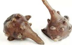 The Transformation of Fuzi (Aconite)