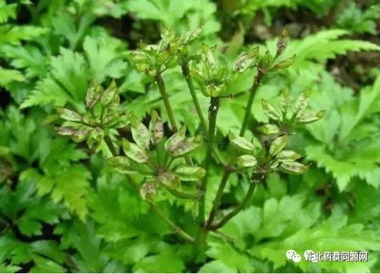 Knowledge of Chinese Medicinal Herbs: Huanglian (Coptis)