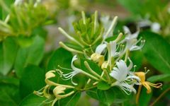 The Efficacy and Functions of Honeysuckle: A Must-Read for Health
