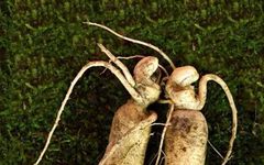 Seven Major Benefits of Eating Fresh Ginseng: The King of Herbs Lives Up to Its Name!