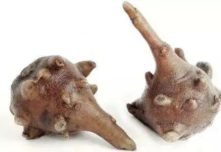 The Transformation of Fuzi (Aconite)