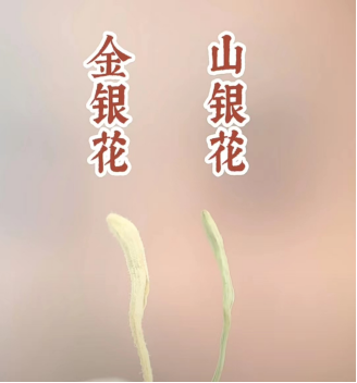 Honeysuckle: A Traditional Chinese Medicine Perspective