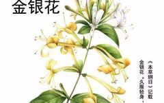 Nutritional Value of Honeysuckle (Jin Yin Hua)