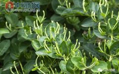 The Efficacy and Functions of Honeysuckle in Traditional Chinese Medicine