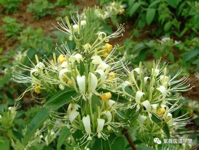 Guide to the Use of Honeysuckle (Jin Yin Hua)
