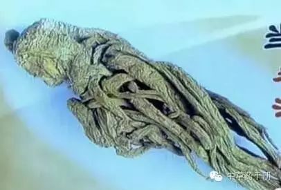 The Efficacy and Functions of Angelica Sinensis (Dang Gui)