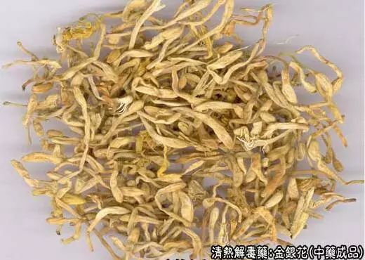 Chinese Herbal Medicine: Honeysuckle (Jin Yin Hua)