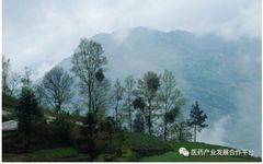 Traditional Chinese Medicine and Longevity: How Yin Qi Steals Decades from Our Lives