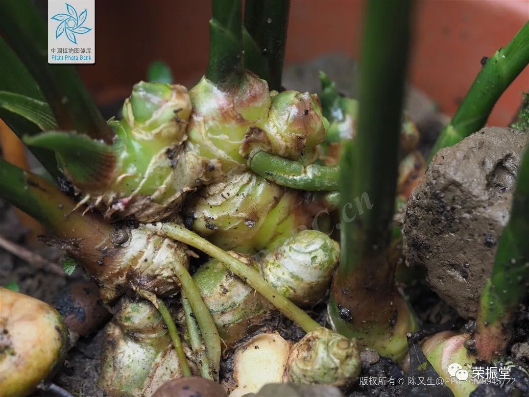 A Detailed Discussion on Chinese Medicine | Dried Ginger