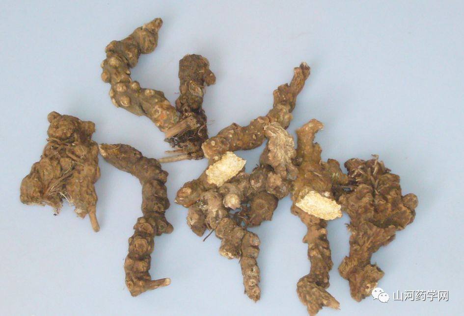 Traditional Chinese Medicine: Cang Zhu (Atractylodes)