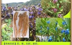 A TCM Perspective: The Impact of Liver and Gallbladder Damp-Heat on the Whole Body, A Formula for Dampness Elimination and Detoxification