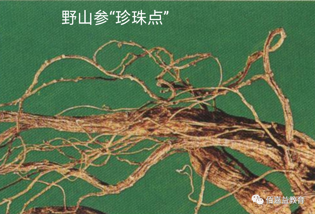 How to Distinguish Genuine from Fake Ginseng