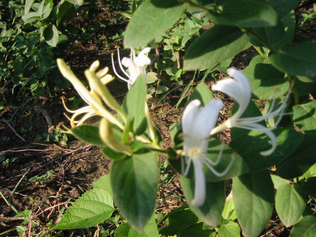 Understanding Honeysuckle: A Comprehensive Guide to Jin Yin Hua