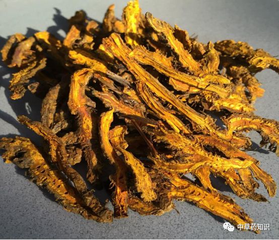 Traditional Chinese Medicine Herb: Huang Lian (Coptis chinensis)