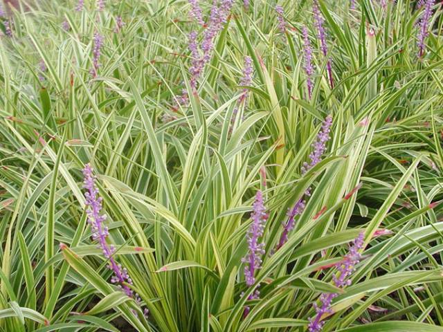A Comprehensive Guide to 50 Common Medicinal Herbs in Rural Areas
