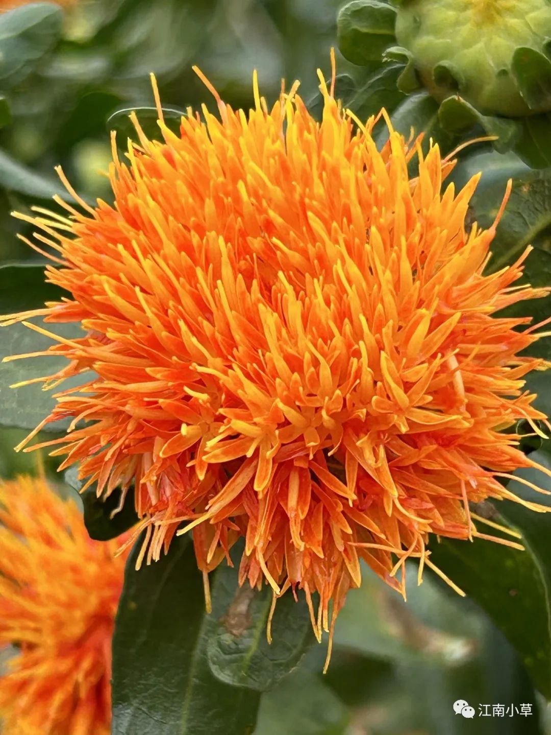 Analysis of Honghua (Safflower) in Traditional Chinese Medicine