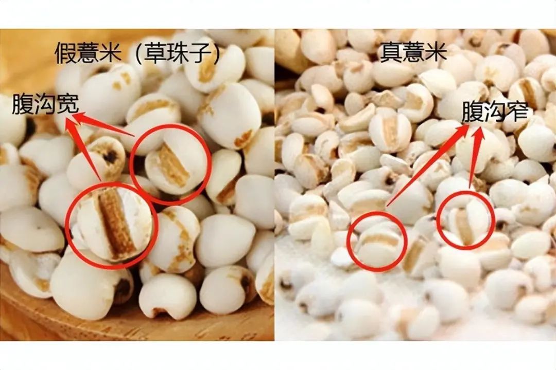 Identification of Coix Seed (Yi Yi Ren)