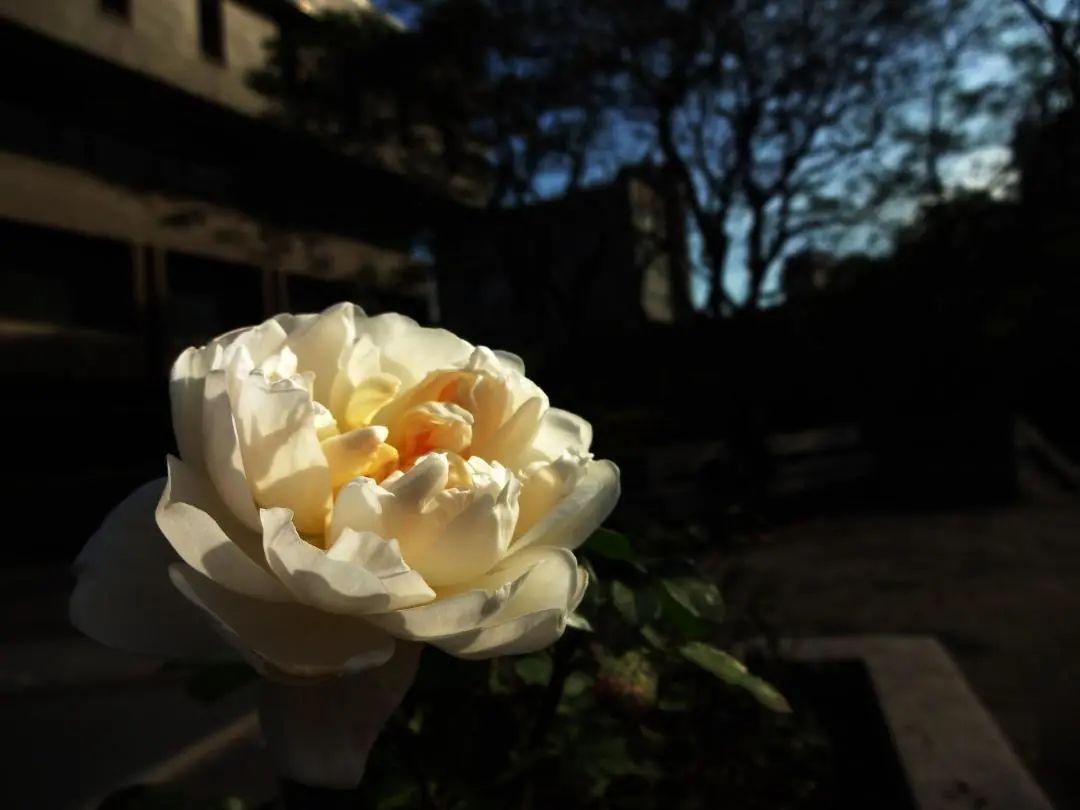 Daily Herb: Bai Shao (White Peony)