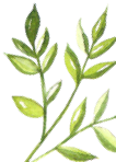 A Discussion on Coix Seed (Yi Yi Ren)