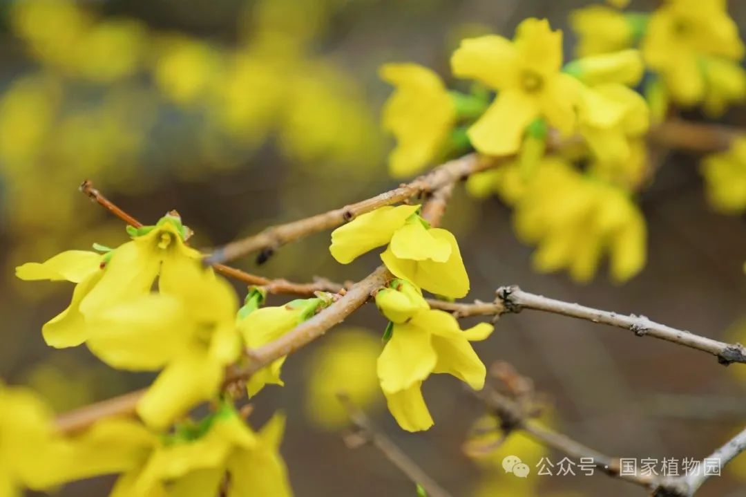 Spring or Forsythia? Distinguishing Their True Appearance