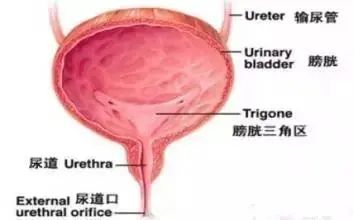 Holographic Diagnosis in Traditional Chinese Medicine: Observation, Pulse Diagnosis, and Mapping