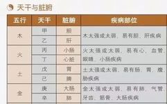 Mnemonic Summary of the Functions of the Five Zang and Six Fu Organs