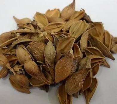 What is Lian Qiao and What are its Effects and Functions?