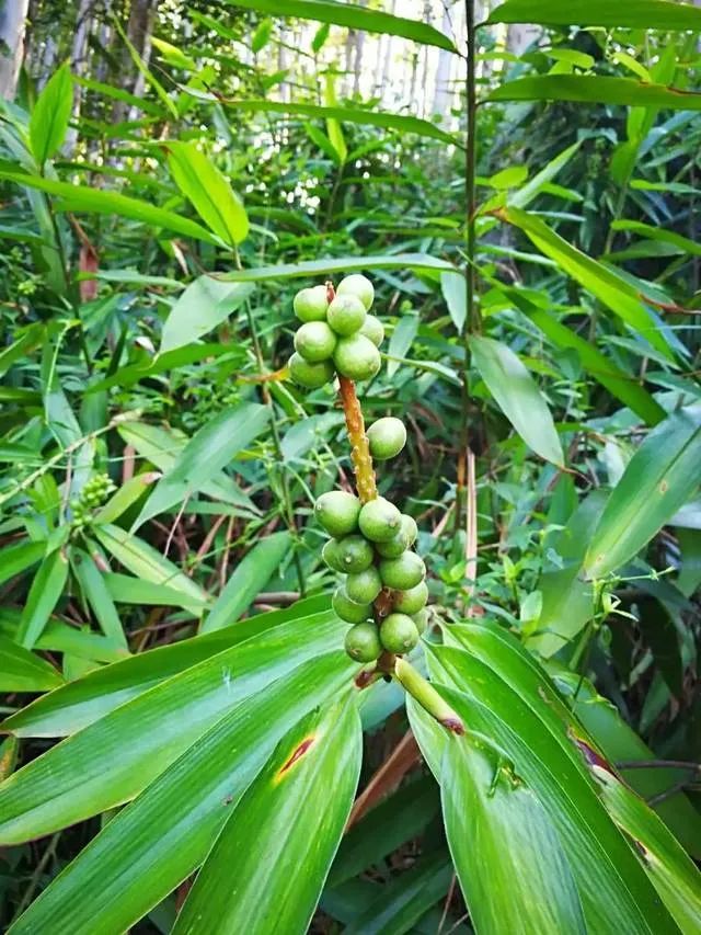 The Story of Bencao Gangmu: The Shared Origins of Medicine and Food Discussing Yizhi