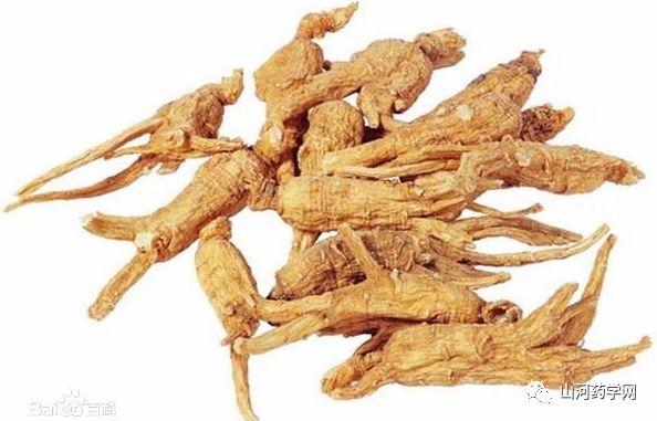 Angelica Sinensis: A Comprehensive Overview
