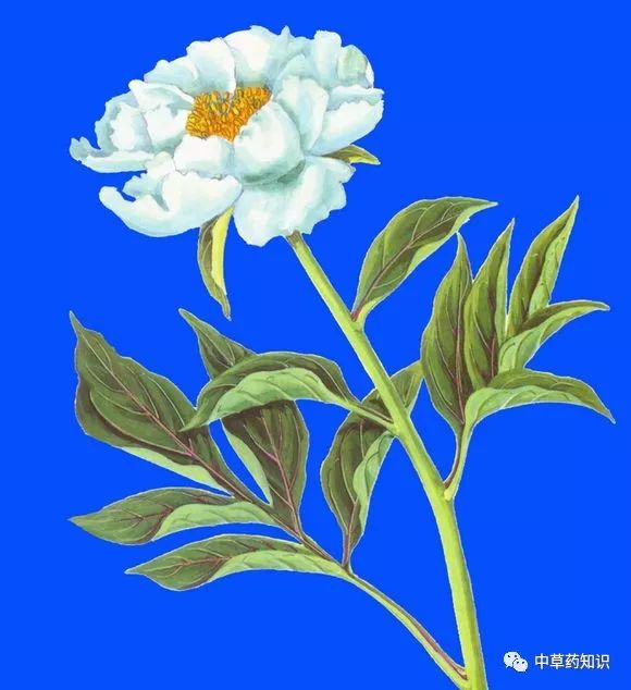 Traditional Chinese Medicine Herb: Bai Shao (White Peony)