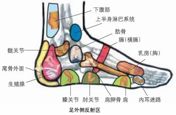 Comprehensive Guide to Holographic Diagnosis in Traditional Chinese Medicine
