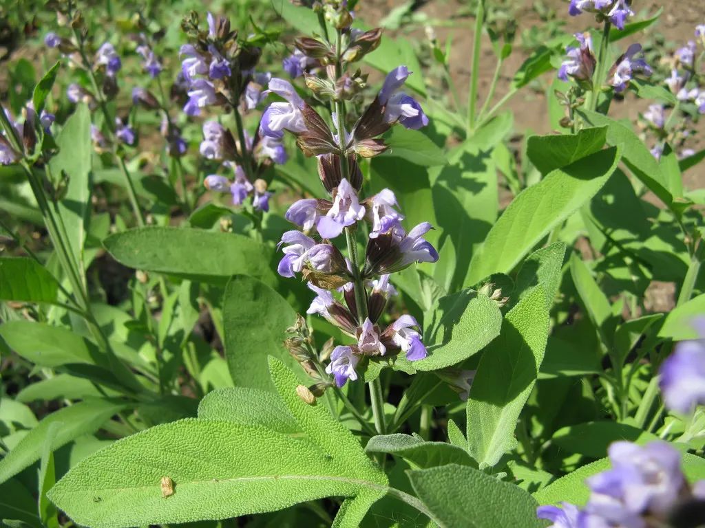 Guide to the Use of Dan Shen (Salvia miltiorrhiza)
