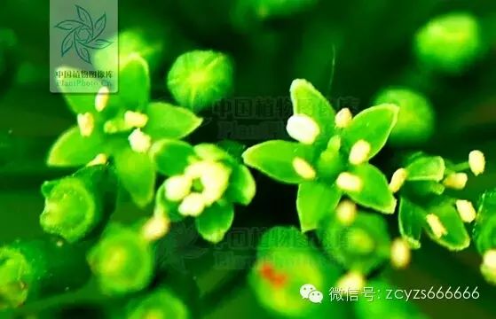 Traditional Chinese Medicine: Ginseng