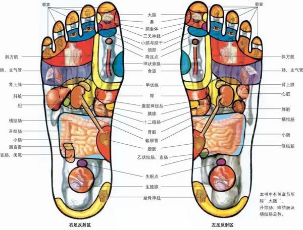 Comprehensive Guide to Holographic Diagnosis in Traditional Chinese Medicine