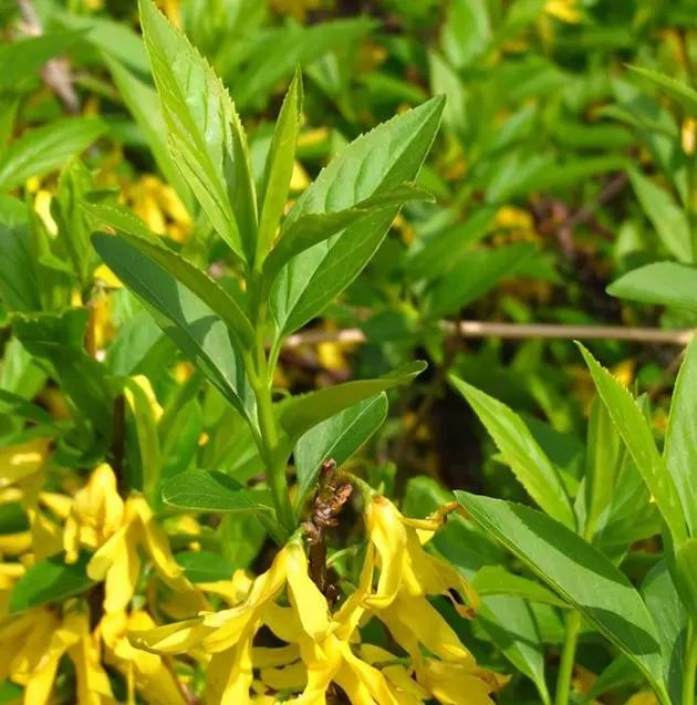 Comprehensive Guide to Herbs: The Efficacy and Functions of Lian Qiao (Forsythia)