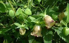 The Efficacy and Functions of Codonopsis (Dang Shen)