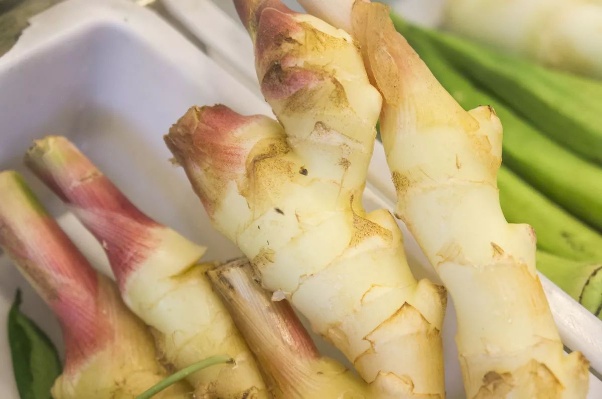 Clinical Applications of Fresh Ginger, Dried Ginger, Processed Ginger, and Ginger Charcoal