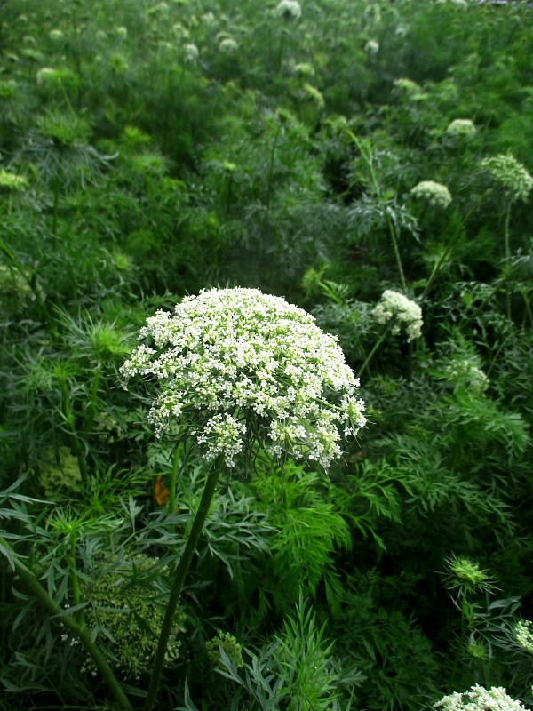 Understanding the Benefits of Chuanxiong (Ligusticum chuanxiong) for Promoting Blood Circulation and Qi Flow