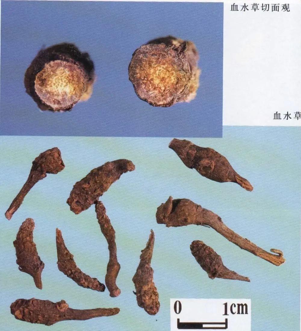 Identification of the Chinese Herbal Medicine Huanglian