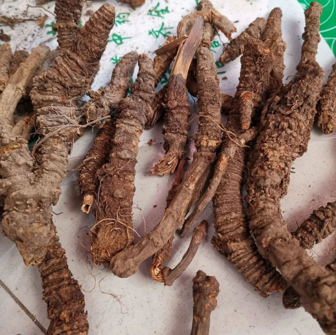 The Story of Bencao Gangmu: Using Qiang Huo to Expel Wind and Disperse Cold