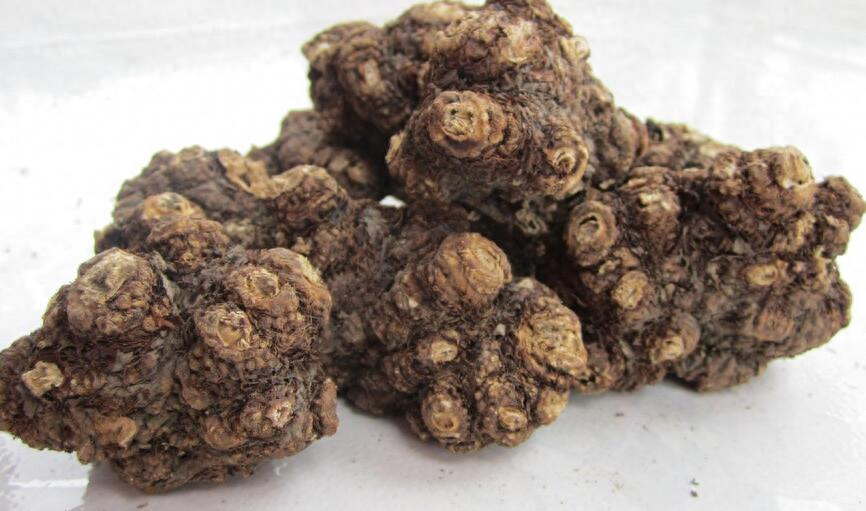 Identification of the Chinese Herbal Medicine Chuanxiong