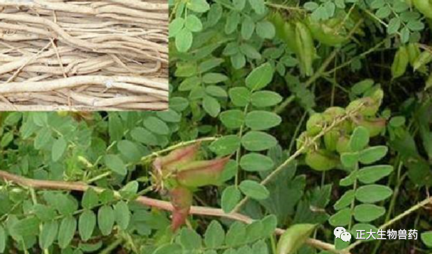Astragalus: The Premier Qi-Boosting Herb and Its Applications