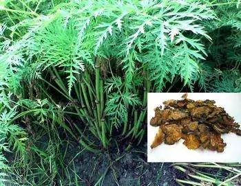 Chuanxiong Rhizoma: A Comprehensive Overview