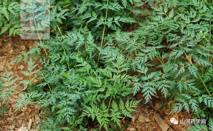 Traditional Chinese Medicine: Chuanxiong (Ligusticum Chuanxiong)
