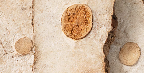 The Four Varieties of Poria: Different Effects and Uses