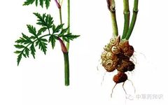 Chuanxiong (Ligusticum chuanxiong) - A Comprehensive Overview