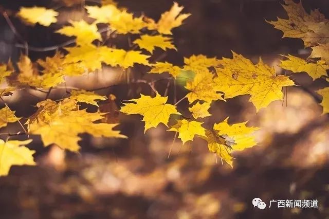 Autumn Equinox Health: Balancing Yin and Yang, Nourishing and Moistening the Lungs