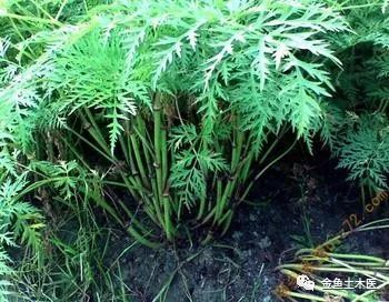 Daily Herb: Chuan Xiong (Ligusticum Chuanxiong)